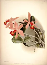 Cattleya violacea